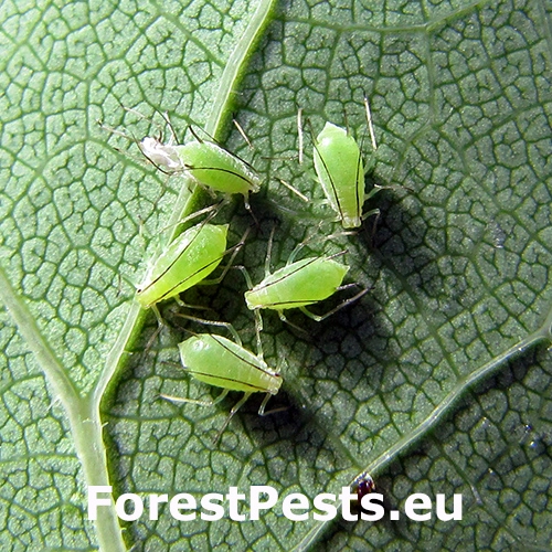 Vo&scaron;ka ľaliovn&iacute;kov&aacute;