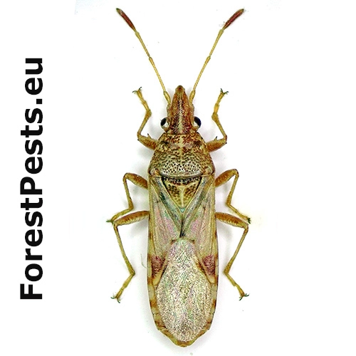 Plo&scaron;tička Belonochilus numenius