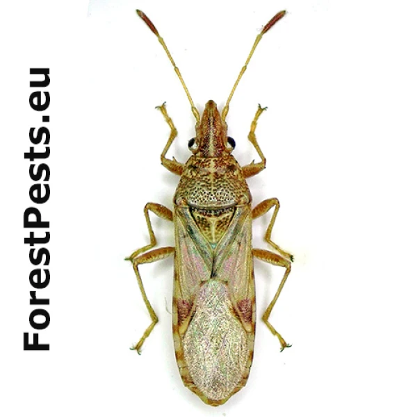 Plo&scaron;tička Belonochilus numenius