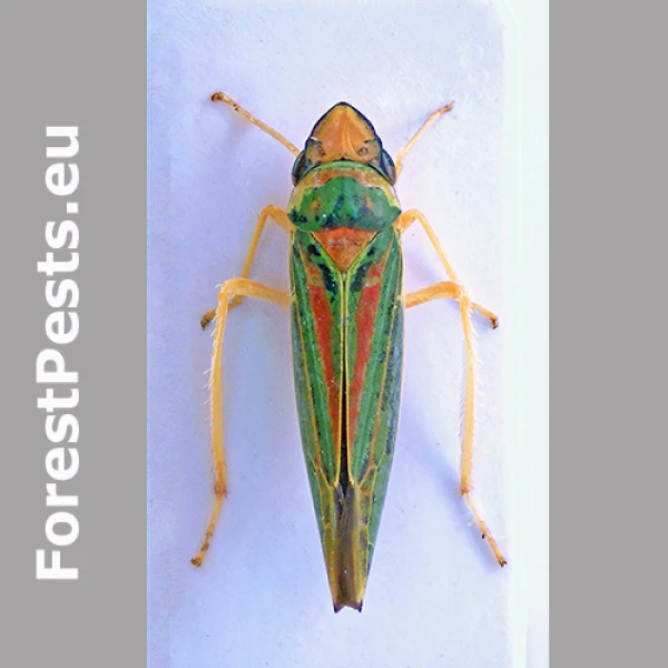 Cik&aacute;dka rododendronov&aacute;