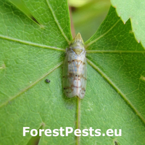 Cik&aacute;dka Japananus hyalinus