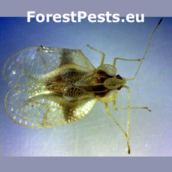 Rhododendron lace bug