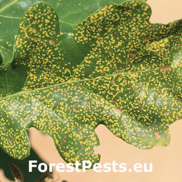 Fylox&eacute;ra na duboch