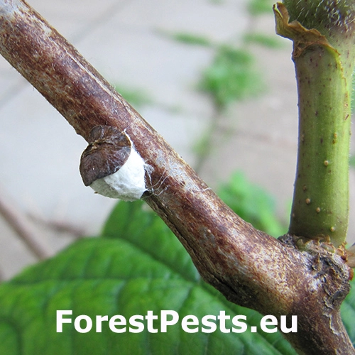 Červec Pulvinaria vitis