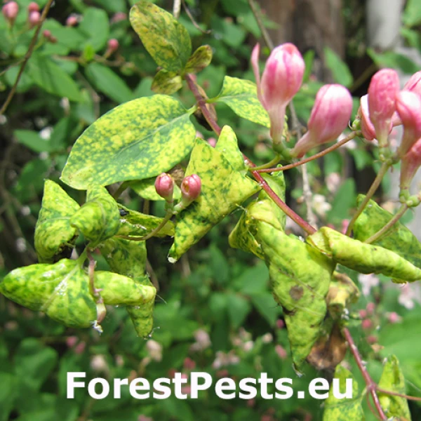 Vo&scaron;ka zemolezov&aacute;