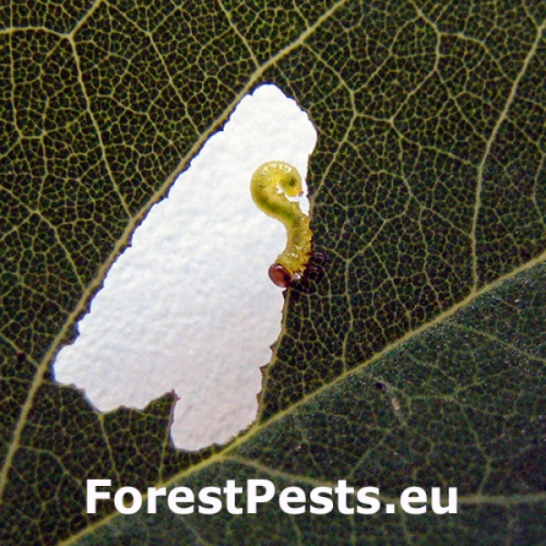 Piliarka ag&aacute;tov&aacute;