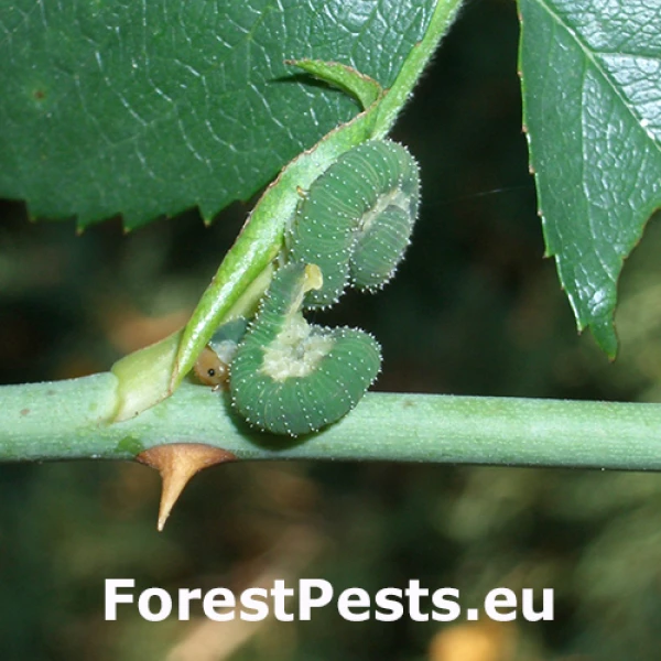 Piliarka Allantus cinctus