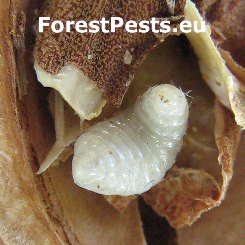 Chalcidka Eurytoma amygdali