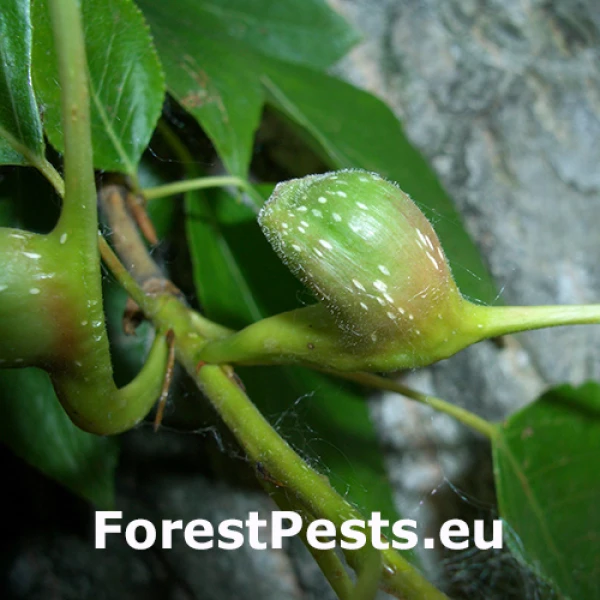 Dutin&aacute;rka topoľov&aacute;