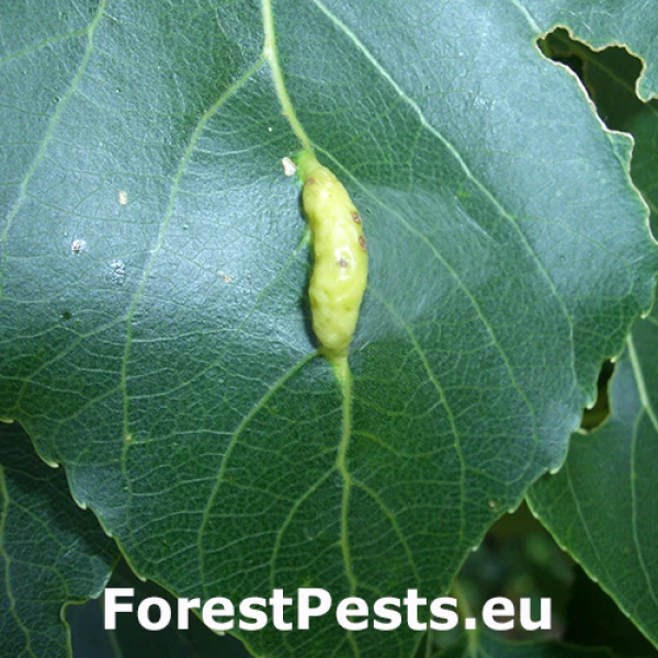 Dutin&aacute;rka listov&aacute;