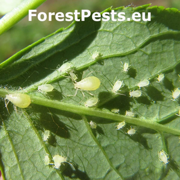Vo&scaron;ka Rhopalosiphoninus staphyleae