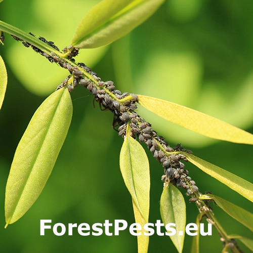 Vo&scaron;ka Aphis craccivora