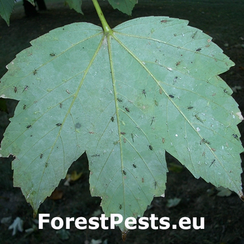 Vo&scaron;ka javorov&aacute;