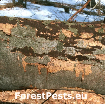 Diatrypka bodkovan&aacute;