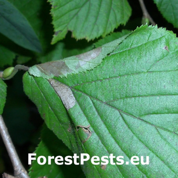 Plosk&aacute;čik Parornix devoniella