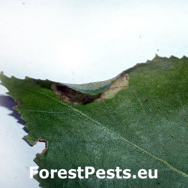 Plosk&aacute;čik Phyllonorycter ulmifoliella