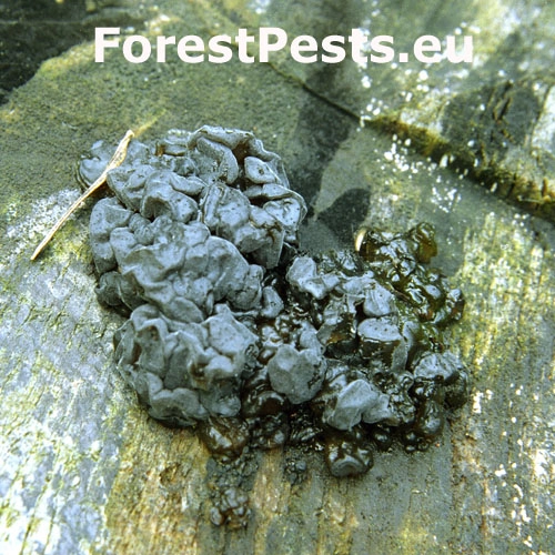 Tmavor&ocirc;solovec mozgovit&yacute;