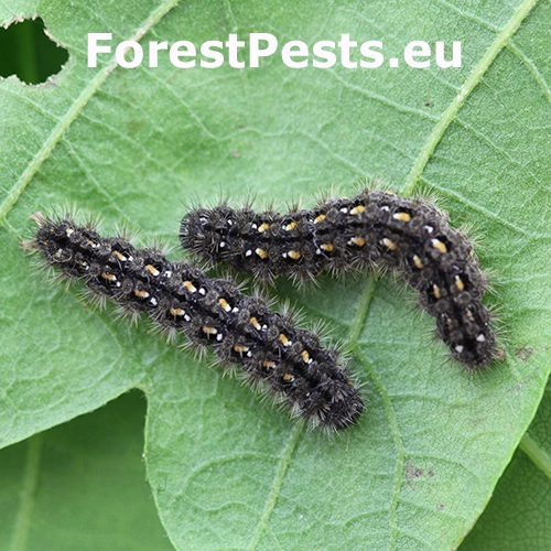 Li&scaron;ajn&iacute;kovec li&scaron;ajn&iacute;kov&yacute;