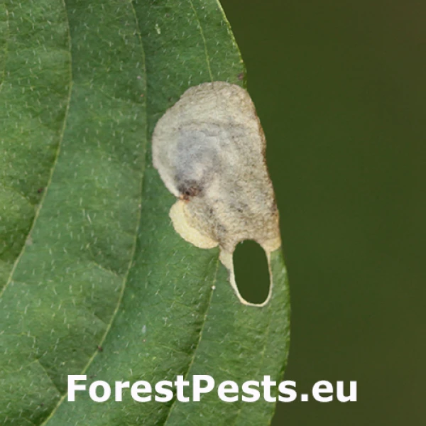 Leaf miner Antispila treitschkiella