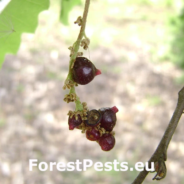 Hrčiarka Andricus grossulariae