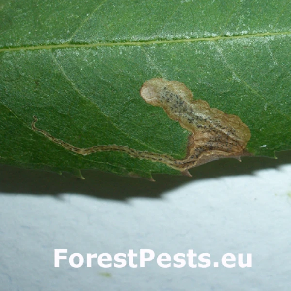 M&iacute;nerka Aulagromyza fraxini