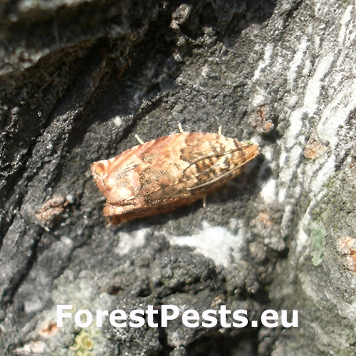 Obaľovač Gypsonoma minutana