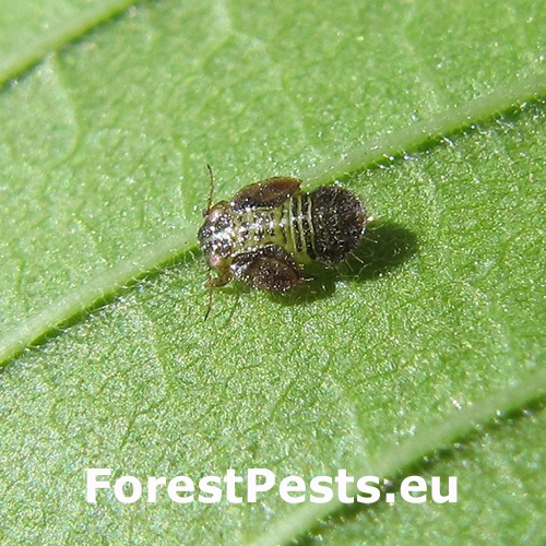 M&eacute;ra Cacopsylla ulmi