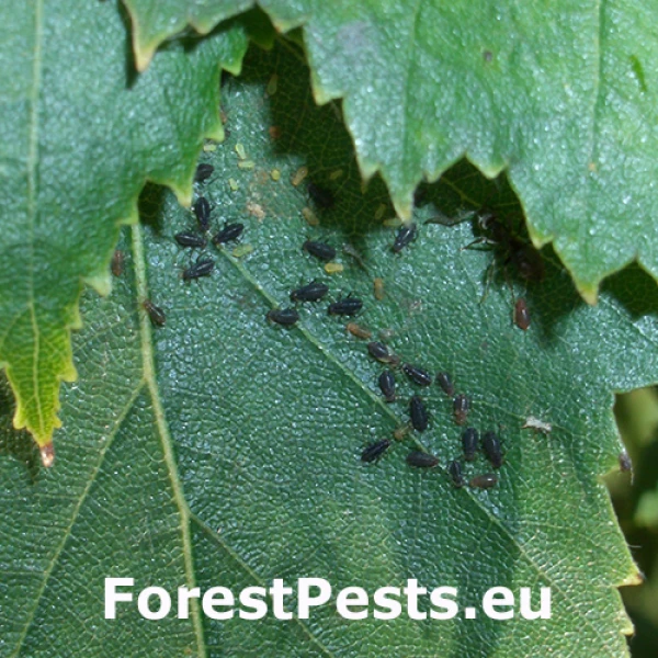 Vo&scaron;ka Callipterinella calliptera