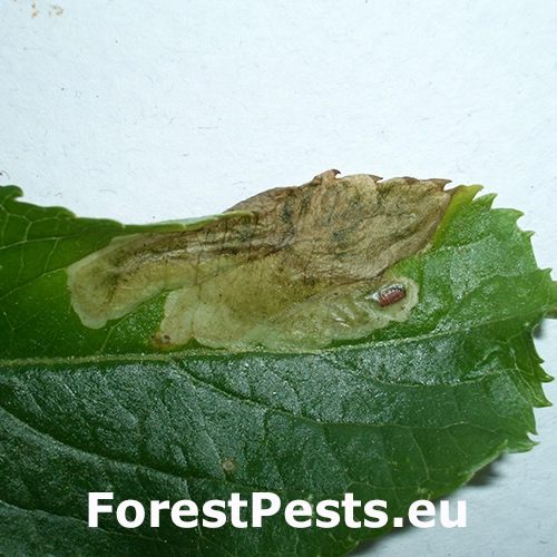 M&iacute;nerka Liriomyza amoena