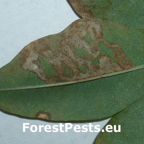 M&iacute;nerka Phytomyza cytisi