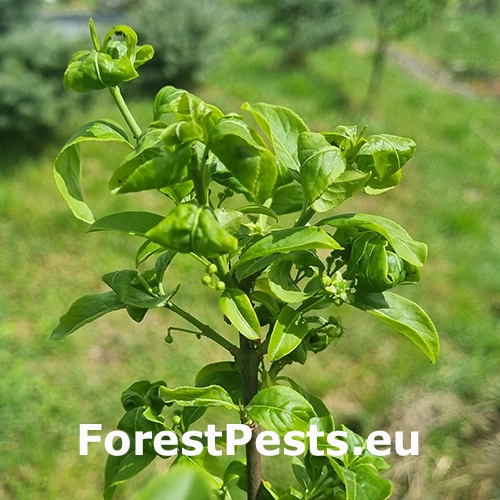 Vo&scaron;ka Aphis euonymi