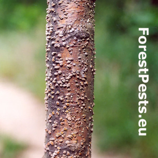 Drevovček bukov&yacute;