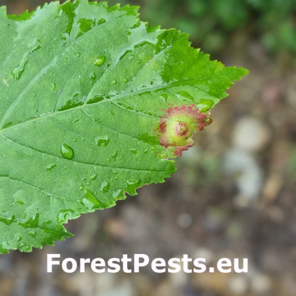 Hrčiarka Oligotrophus szepligetii