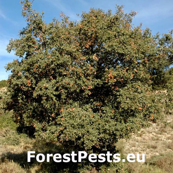 Červec Kermes vermilio