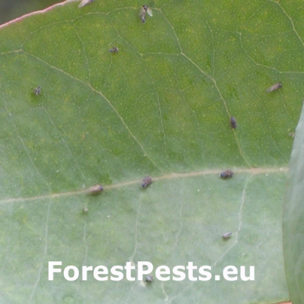 Eucalyptus psyllid