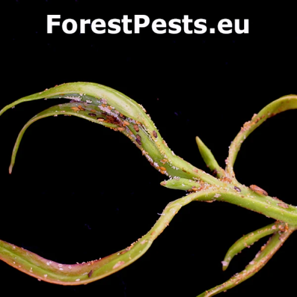 Psyla Ctenarytaina spatulata