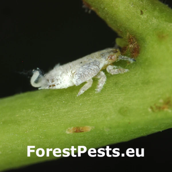 Psyla Blastopsylla occidentalis