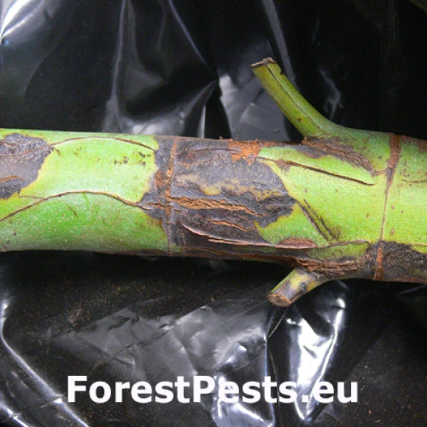 Odumieranie kmeňa Botryosphaeria dothidea