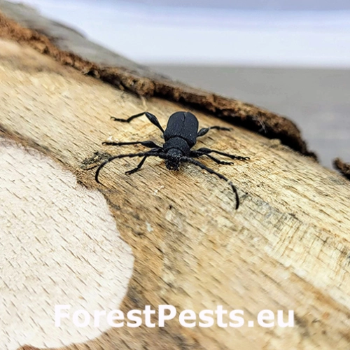 Fuz&aacute;č Ropalopus clavipes