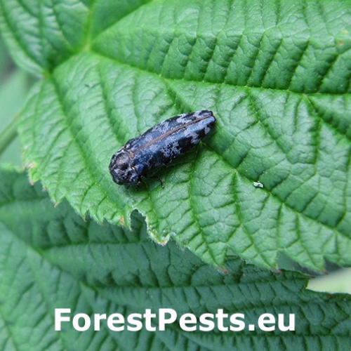 Krasoň Coraebus rubi