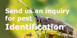 Pest identification