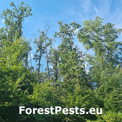 Ak&uacute;tne hynutie dubov