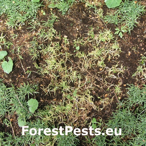 Altern&aacute;ria premenliv&aacute;