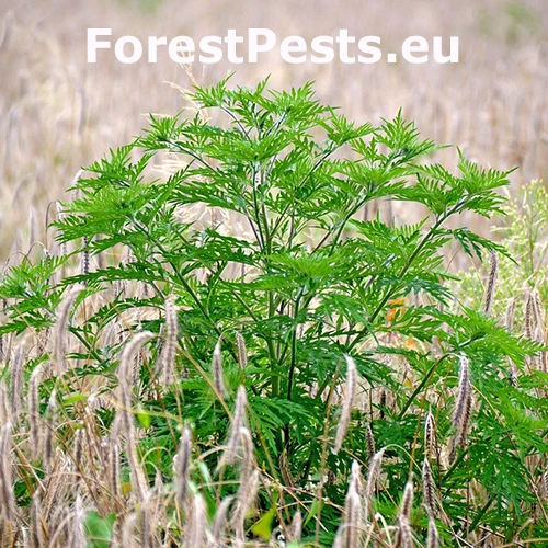 Ambr&oacute;zia palinolist&aacute;