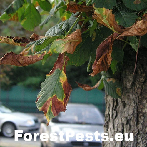 Antrakn&oacute;za paga&scaron;tanov&aacute;