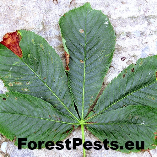 Antrakn&oacute;za paga&scaron;tanov&aacute;