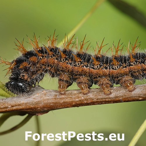 Bab&ocirc;čka brestov&aacute;