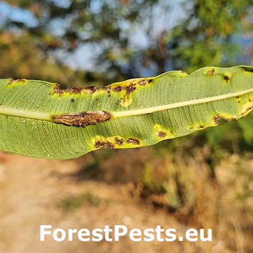 Bakteri&aacute;lne ochorenie oleandrov