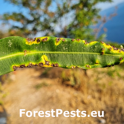 Bakteri&aacute;lne ochorenie oleandrov