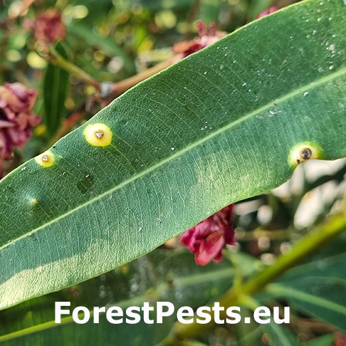 Bakteri&aacute;lne ochorenie oleandrov